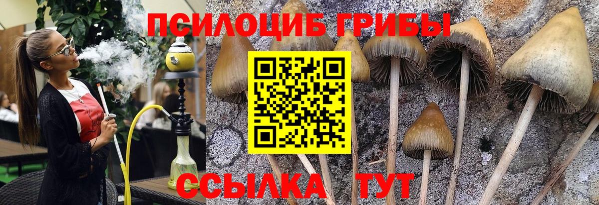 Галлюциногенные грибы Cubensis  купить  цена  Касимов  Вход с VPN 